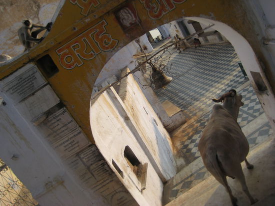 ganz normal, affen und kuehe