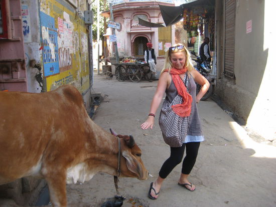 die kuehe hier scheinen etwas agressiver als sonstwo 