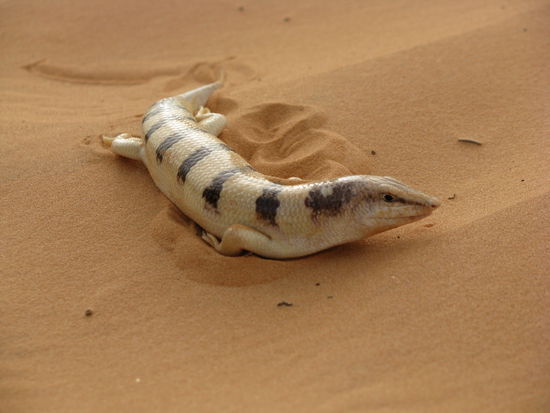 Da is` er: Ein Sandfisch