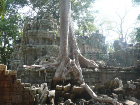 Von den Bäumen fest im Griff: Tempelanlage Ta Phrom
