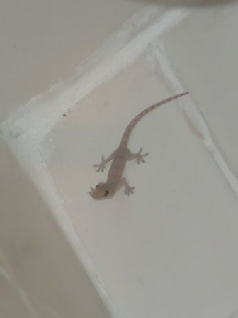 Unser knuffiger Mitbewohner in Saigon (diente quasi als Hamsti-Ersatz)