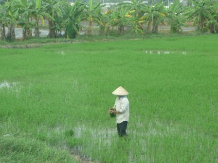 Ein Vietnam-Klischee-Bild (es ist aber auch wirklich ganz genau so!)