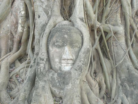 Buddha unter Wuergefeigen.