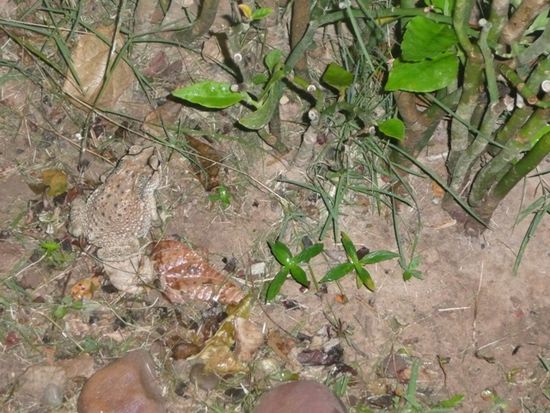 Suchbild! (Wer was findet, ins Gaestebuch schreiben, vielleicht gibts ja nen Preis!?)