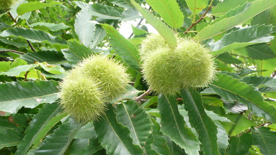 Die Kastanien nach dene die Castagniccia benannt ist...schmecken tun sie nichts so besonders 