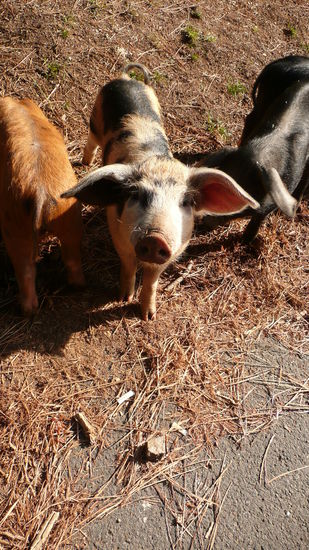 Ist es nicht herzallerliebst?