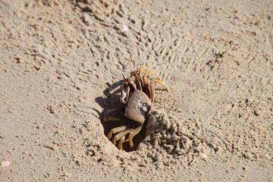 Mit hunderten von denen haben wir den Strand geteilt und ihnen immer beim lustig Loch buddeln zugeguckt.