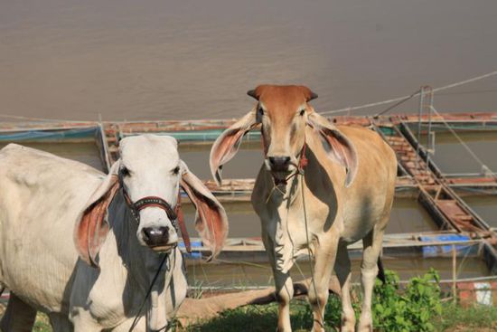 Wir wären sooo gern Kühe geworden. So sind wir nur gewöhnliche Riesenohrtiere. 