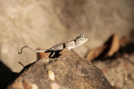 Eine süße kleine Echse in graziler Haltung im Urwald.