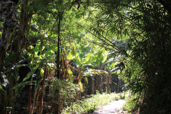 ein kurzer Marsch durch den mückenverseuchten Dschungel