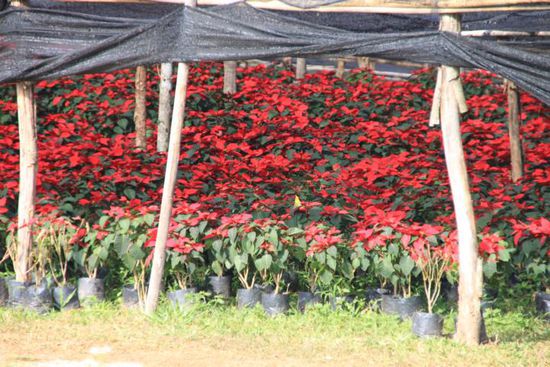 EIn Meer an Weihnachtssternen