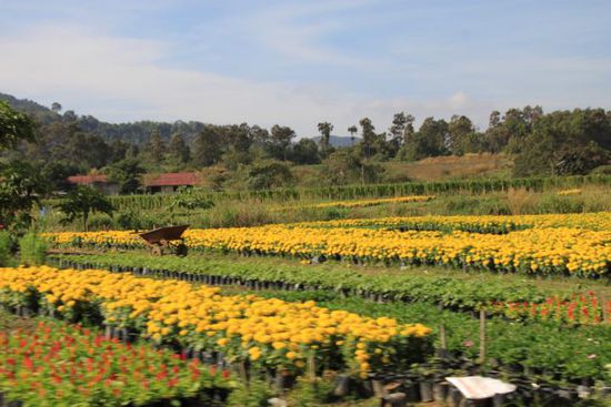 Plantagen mit irre vielen gelben Blumen