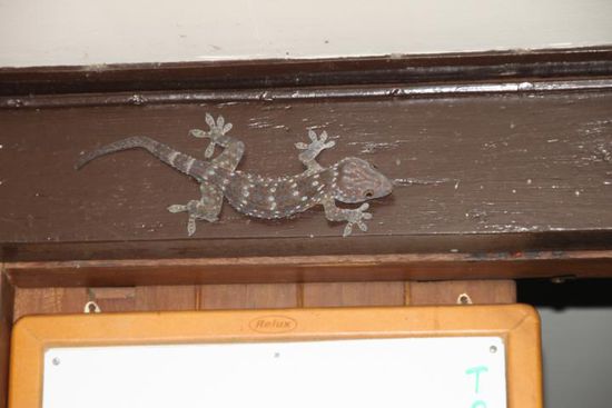 Unser Haus-Gecko. Der ist wirklich echt und etwa 20cm groß. Hilft gegen Mücken so ein Tierchen.