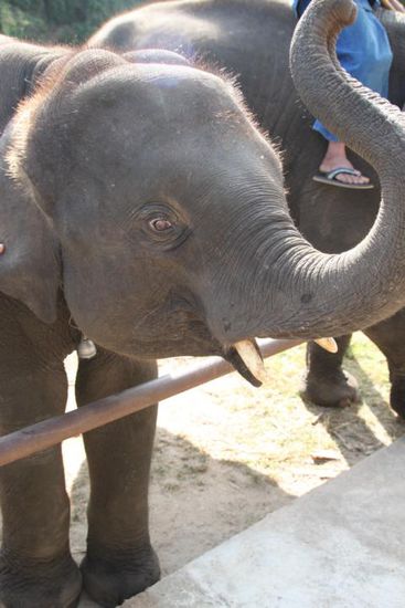 nun folgen eine Menge Bilder aus dem Elefant Conservation Center... einfach knuffig, trotz ihrer Größe...