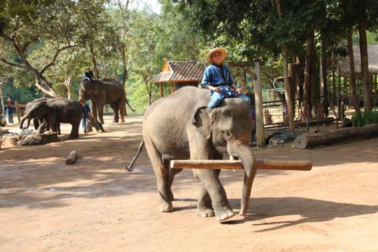 interessanter war aber die Vorführung der realen Arfbeit mit den Elefanten. Die haben echt richtig Kraft...