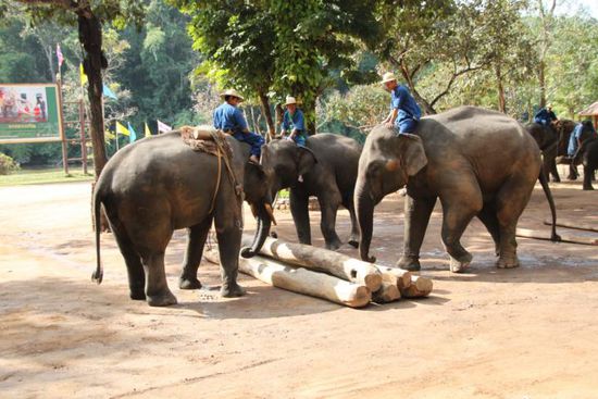 Intelligent sind sie sowieso...hier schichten sie einen Holzstapel zusammen, in Teamwork!