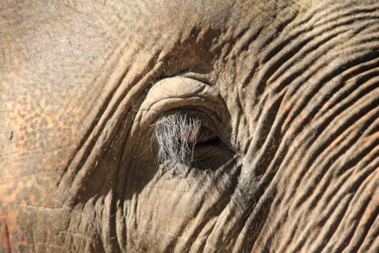 Können diese Augen Lügen?