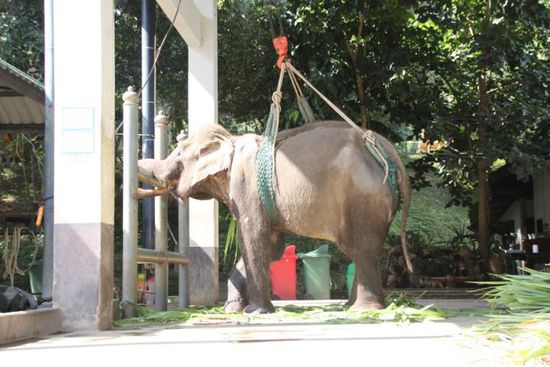 Die Tierklinik! Der Ärmste hat sich das Bein gebrochen und wird hier liebevoll gepflegt