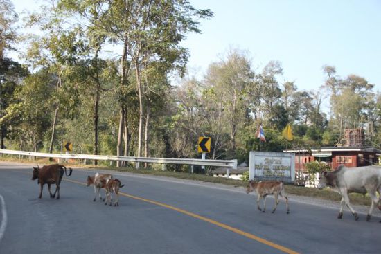 Der Weg nach Pai. Neben vielen Kurven, muss man auch damit rechnen.
