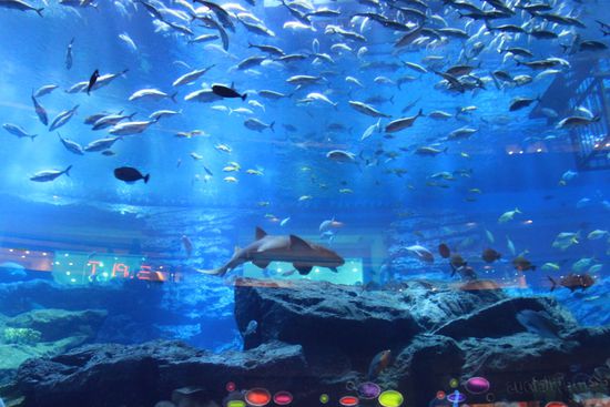 Aquarium in der Dubai Mall