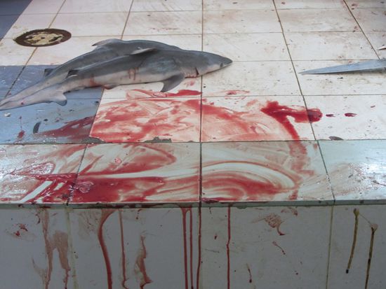 Haifisch-Massaker