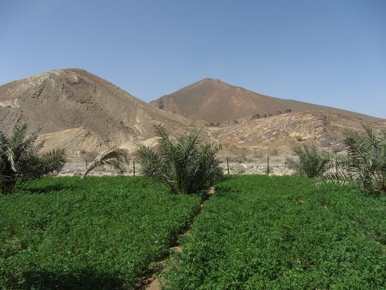 Al Ain, ein Oasendorf. Bienenkorbgräber im Hintergrund