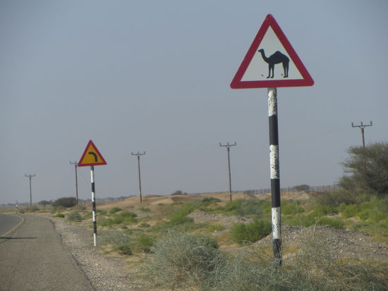 Beware of the Camel! ... na klar!!