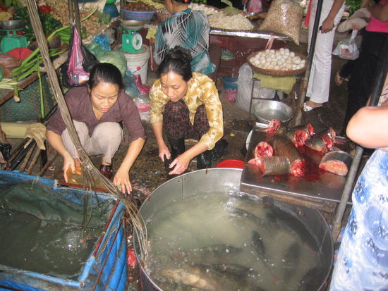 Hier lernt man einen Fisch zu filetieren.