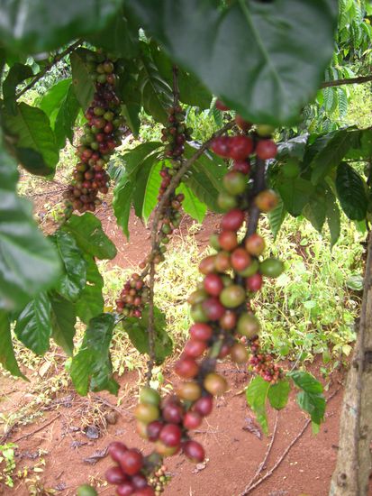 Kaffeebohnen der Sorte "Robusta"