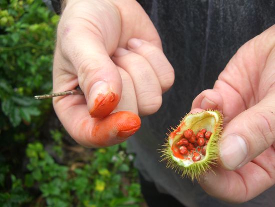 roter Curry frisch geerntet