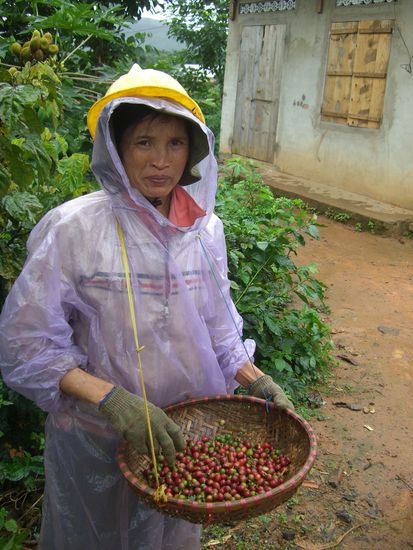 Die freundliche Kaffeebohnenerntefrau