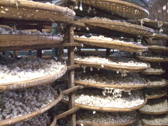 Die Seidenraupen warten auf ihren Einsatz