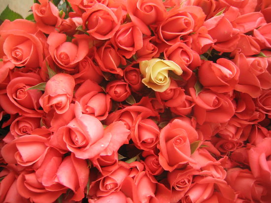 Fuer mich solls rote Rosen regnen...