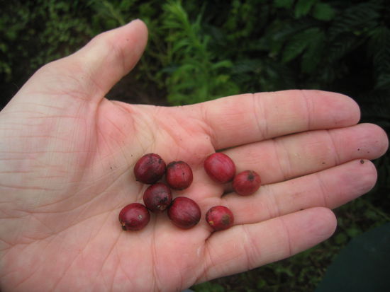erntereife Kaffeebohnen