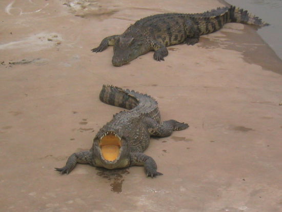 Der Zahnarzt kommt gleich!