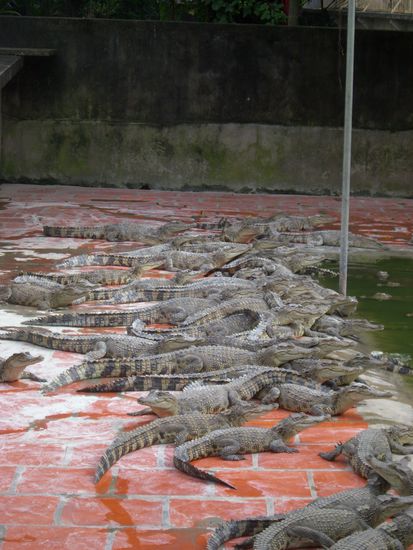 Ich sehe ueberall nur Handtaschen.