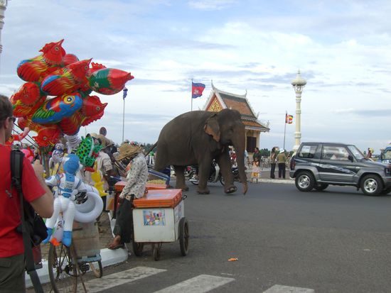 Hier laufen einfach Elefanten auf der Strasse herum.