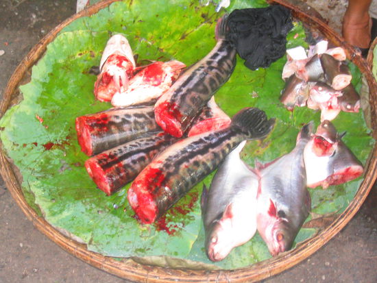 Wir essen lieber Fisch!!!