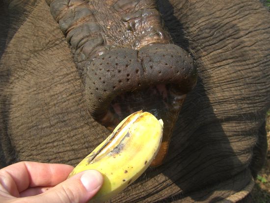 Das war die 25 Banana in 10 Minuten!