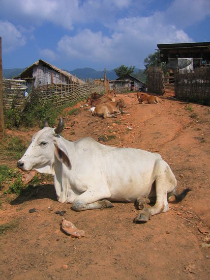 Eine von Touristen gelangweilte Kuh!
