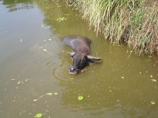 Wer will mit mir schwimmen?