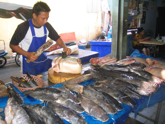 Ein dicker Thunfisch