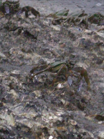 Entlang des Strandes gab es sehr viele Krebse