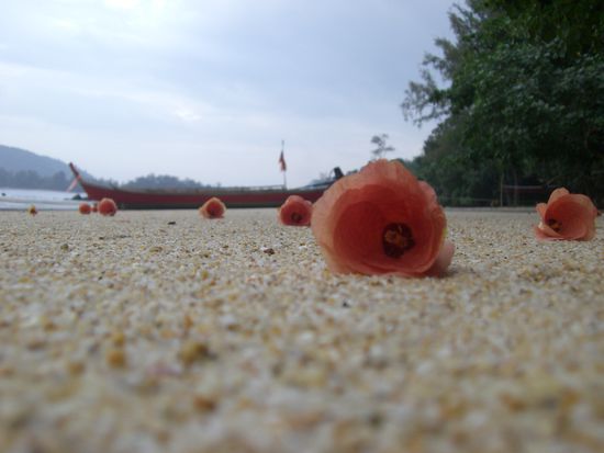 Hier ist Katharina ein Meisterbild gelungen!
Wahrscheinlich hat sie sich gedacht "Fuer mich soll es rote Rosen regnen" 