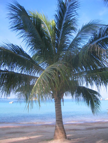 Einsame Palme an einem noch einsameren Strand