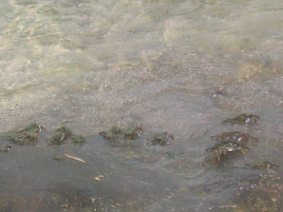 Jetzt seht ihr die Krebse noch am Felsen und spaeter auf dem Grill 