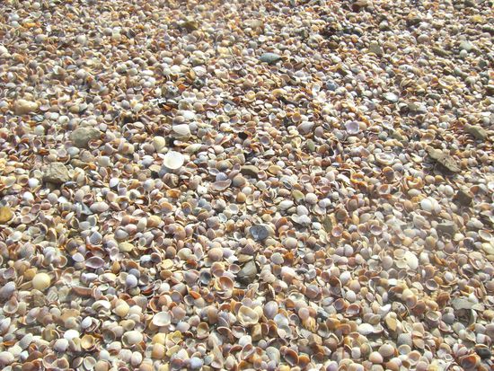 Muscheln, so weit das Auge reicht!