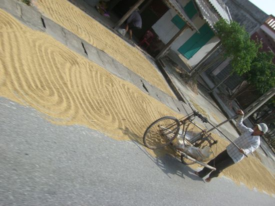Der Reis wird am Strassenrand getrocknet.