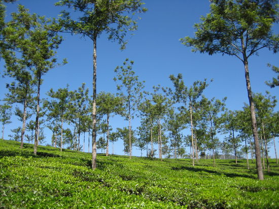 Teeplantagen so weit das Auge reicht