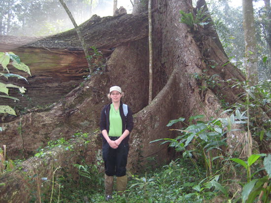 Riesige Baeume, dies sind nur die Wurzeln